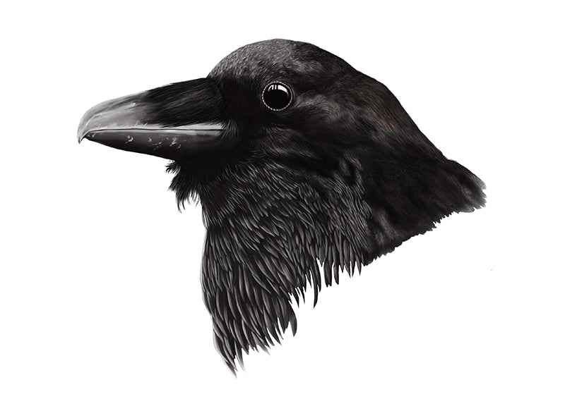 Raven art print