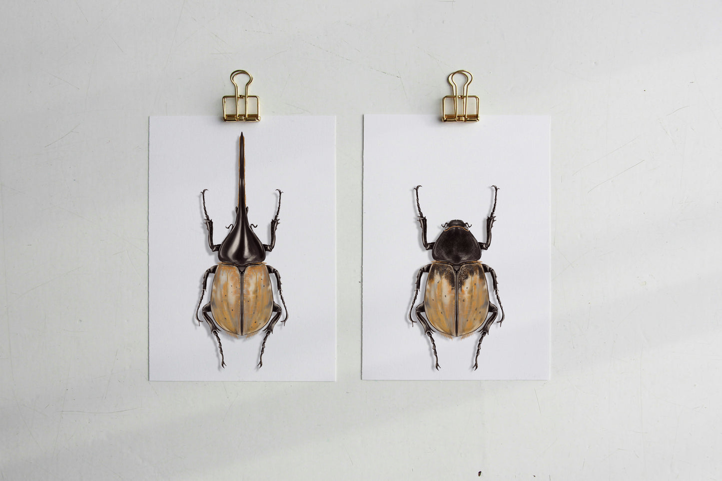 Art print pack - Hercules beetle