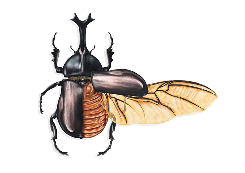 Rhinoceros beetle art print