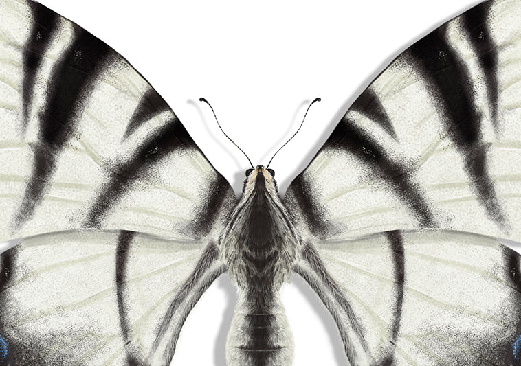 White Butterfly Illustration Art Print