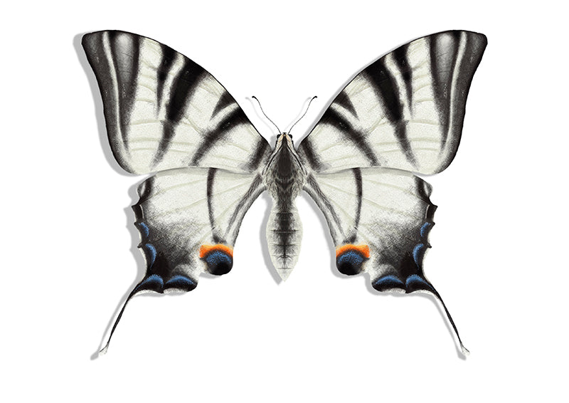 White Butterfly Illustration Art Print