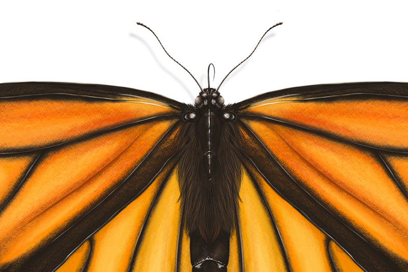 Monarch Butterfly Illustration Art Print