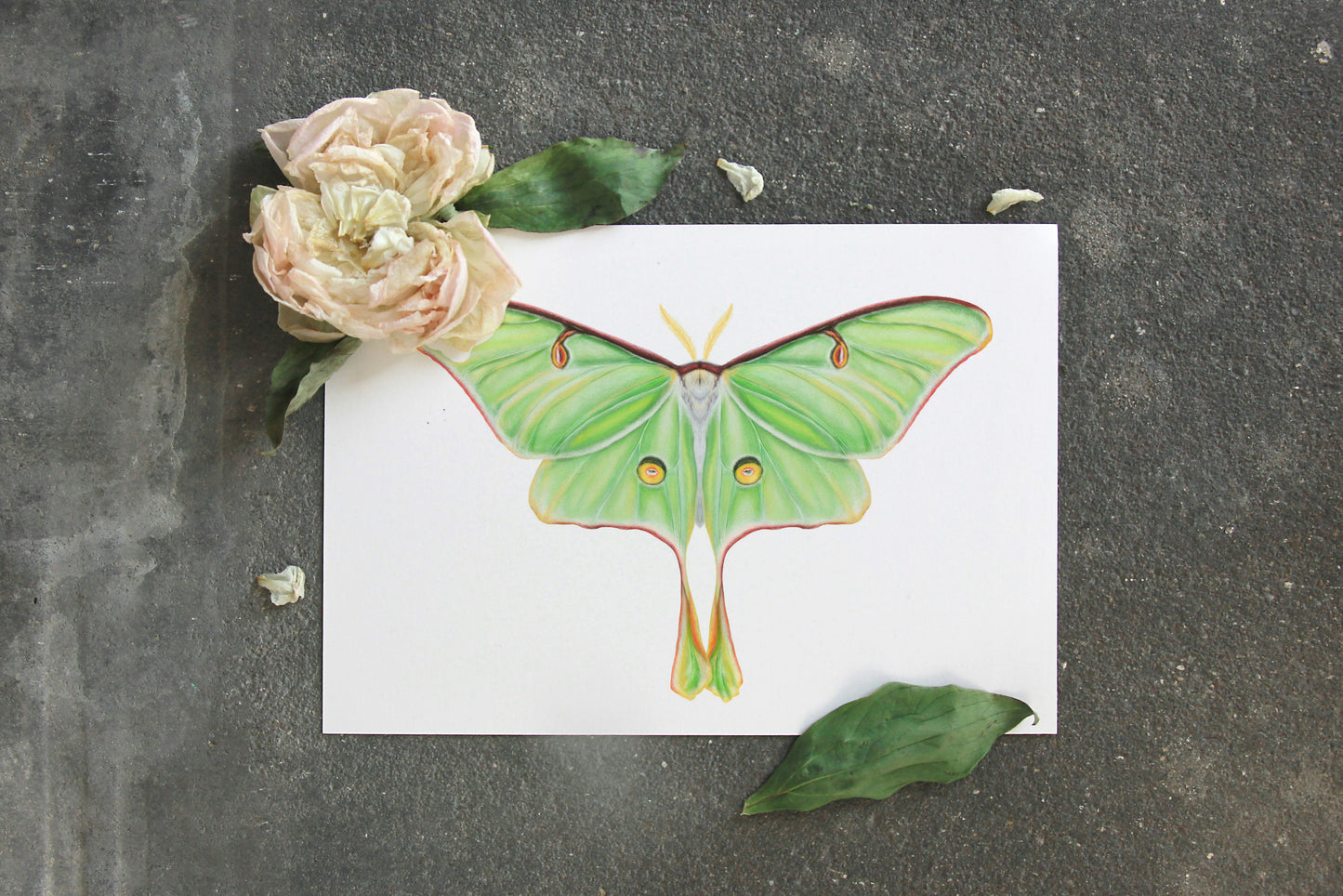 Green Lunar Moth Illustration Art Print