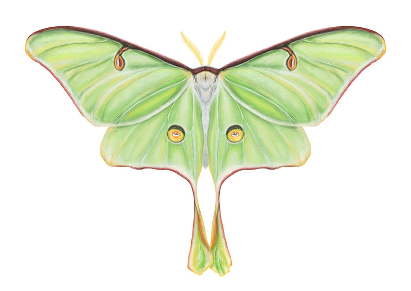 Green Lunar Moth Illustration Art Print