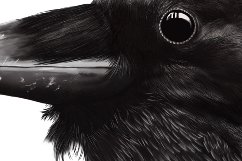 Raven art print