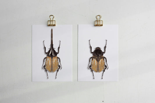 Art print pack - Hercules beetle