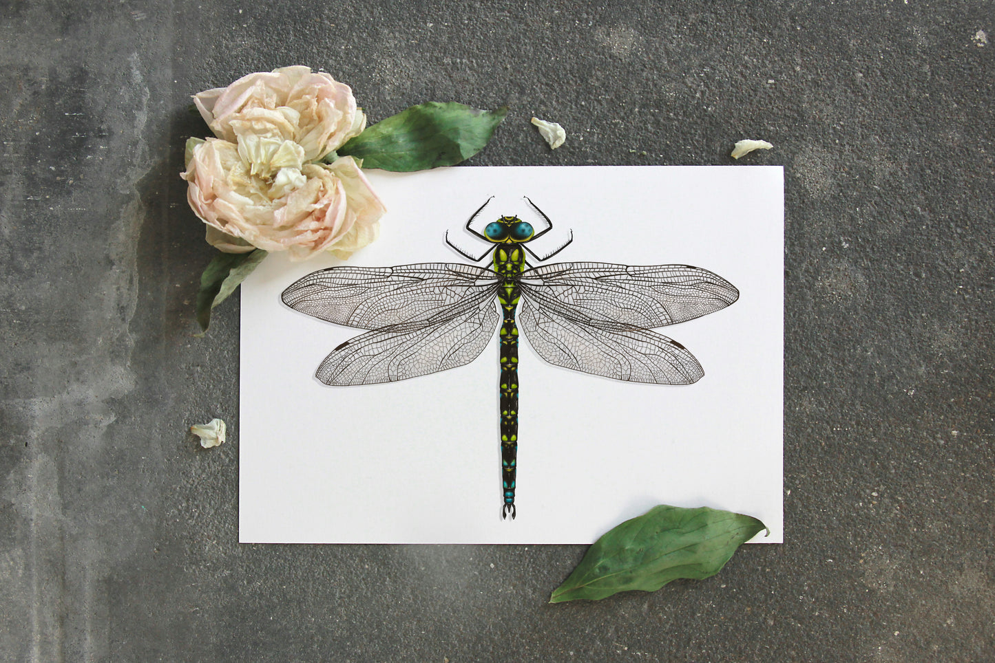 Dragonfly art print