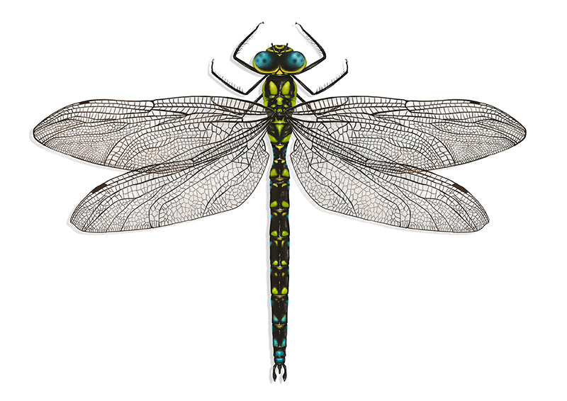 Dragonfly art print