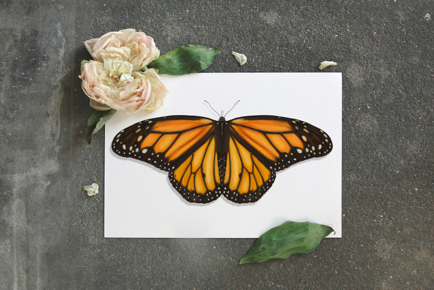 Monarch Butterfly Illustration Art Print