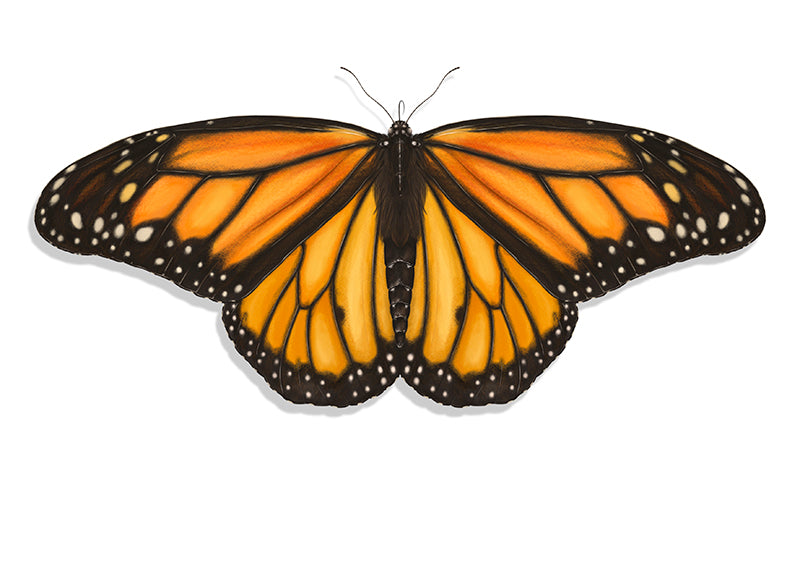 Monarch Butterfly Illustration Art Print
