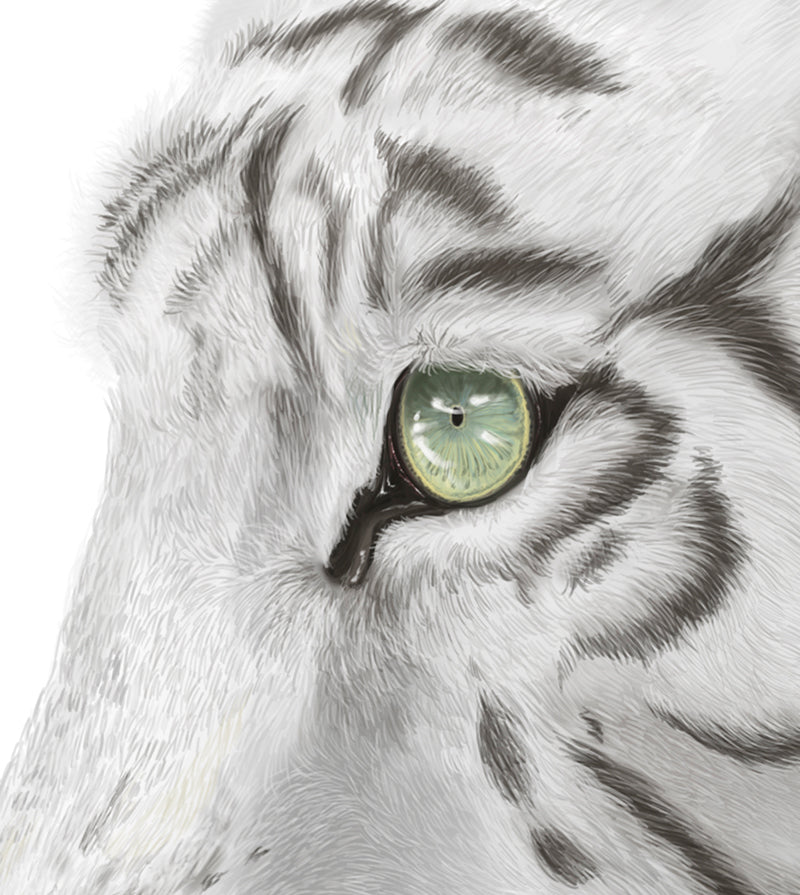 White tiger art print