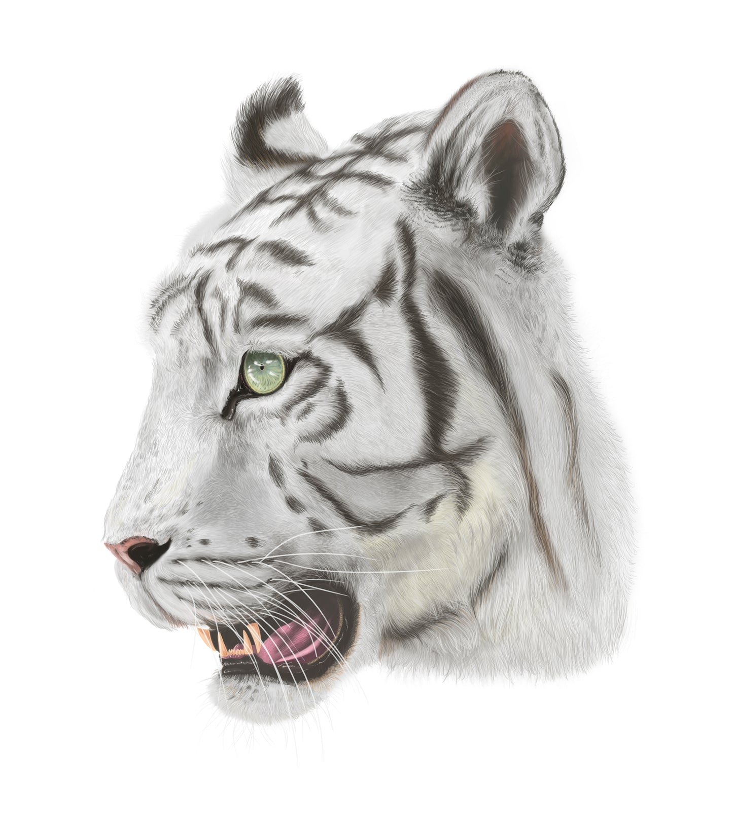 White tiger art print